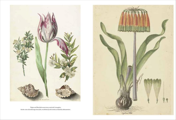 Produktbild: Wunderkammer