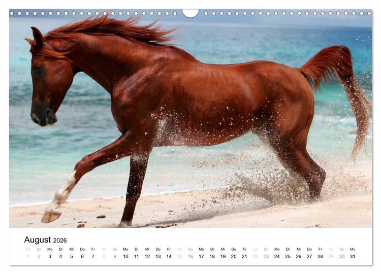 Produktbild: Pferde - Magdalena Strakova (Wandkalender 2026 DIN A3 quer), CALVENDO Monatskalender