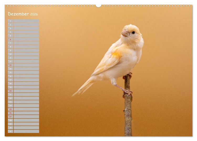 Produktbild: Kanarienv&ouml;gel - Bunte Welt (hochwertiger Premium Wandkalender 2026 DIN A2 quer), Kunstdruck in Hochglanz