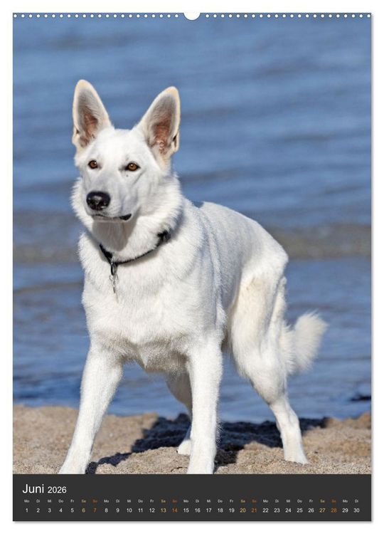 Produktbild: Berger Blanc Suisse - Freunde auf 4 Pfoten (Wandkalender 2026 DIN A2 hoch), CALVENDO Monatskalender
