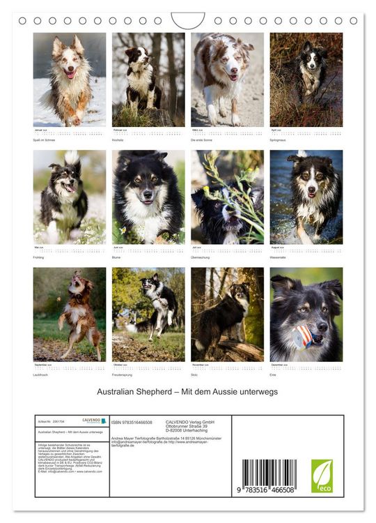 Produktbild: Australian Shepherd &ndash; Mit dem Aussie unterwegs (Wandkalender 2026 DIN A4 hoch), CALVENDO Monatskalender