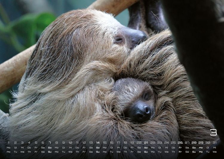 Produktbild: Faultiere &ndash; Chill mal! - 2027 - Kalender DIN A3
