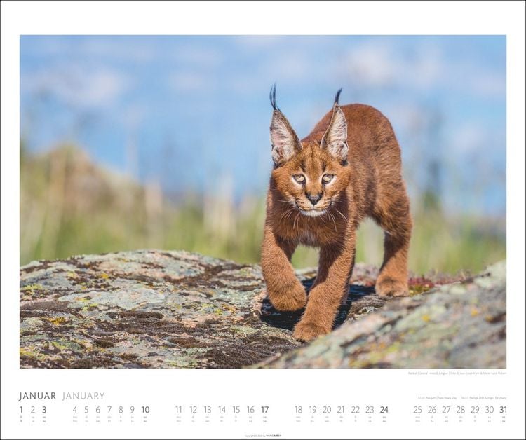 Produktbild: African Wildlife Kalender 2027