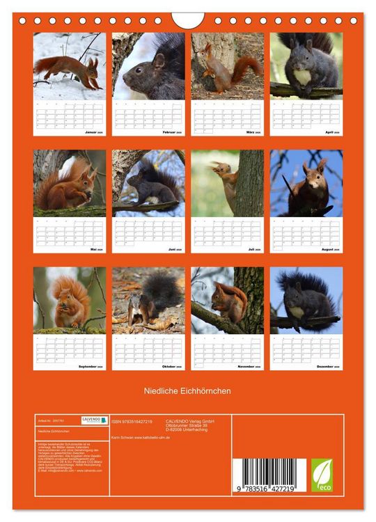 Produktbild: Niedliche Eichh&ouml;rnchen (Wandkalender 2026 DIN A4 hoch), CALVENDO Monatskalender