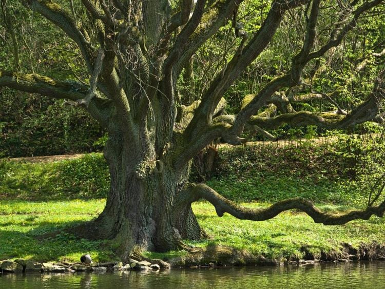 Produktbild: CALVENDO Puzzle Eiche, Schlo&szlig;park B&uuml;ckeburg | 1000 Teile Lege-Gr&ouml;&szlig;e 64x48cm Foto-Puzzle f&uuml;r gl&uuml;ckliche Stunden