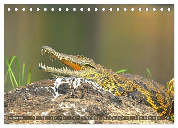 Produktbild: Krokodile in der Wildnis (Tischkalender 2026 DIN A5 quer), CALVENDO Monatskalender