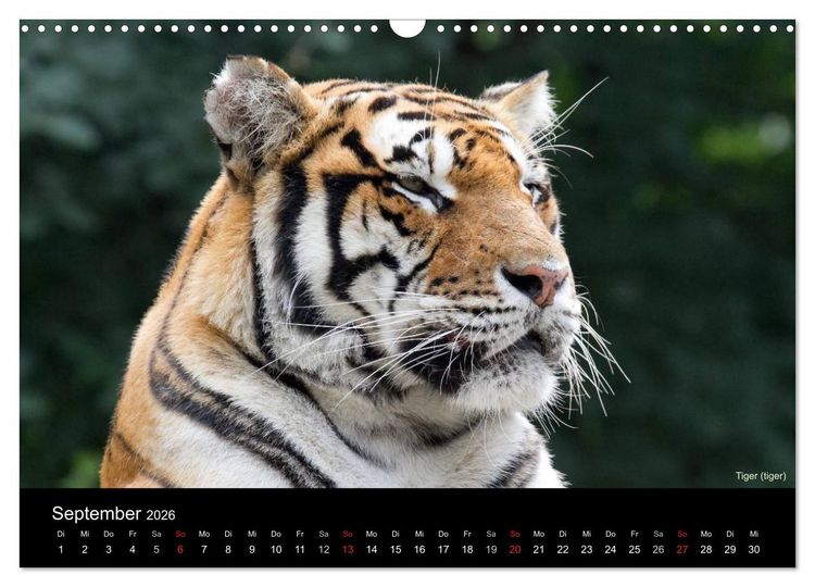 Produktbild: Raubkatzen (Wandkalender 2026 DIN A3 quer), CALVENDO Monatskalender