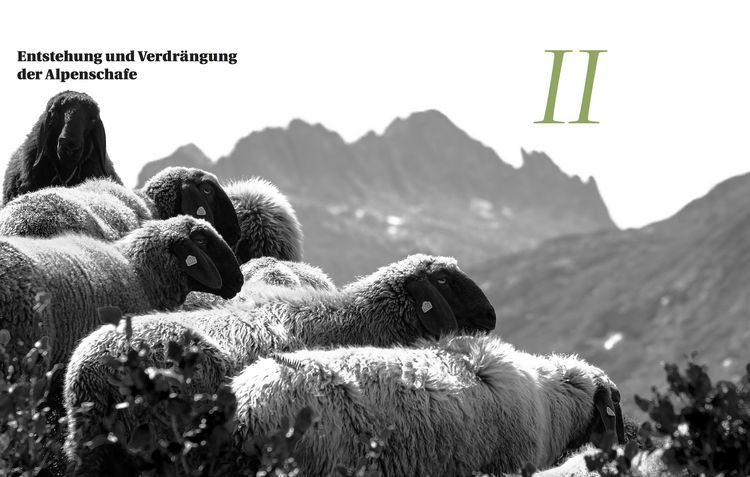 Produktbild: Schafgeschichte & Lammgerichte