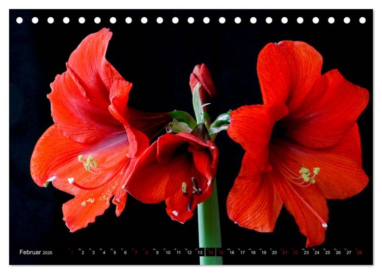 Produktbild: Bl&uuml;hwelten (Tischkalender 2026 DIN A5 quer), CALVENDO Monatskalender