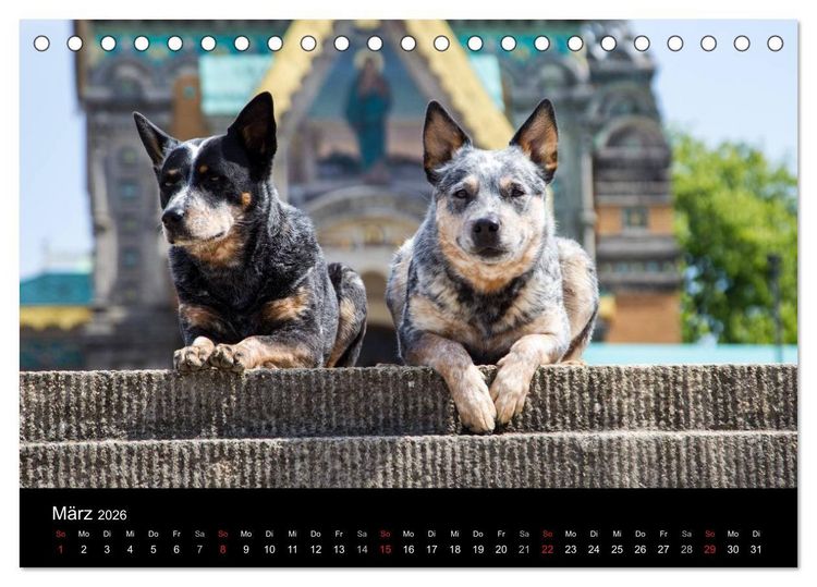 Produktbild: Australian Cattle Dogs zwischen Kunst und Kultur (Tischkalender 2026 DIN A5 quer), CALVENDO Monatskalender