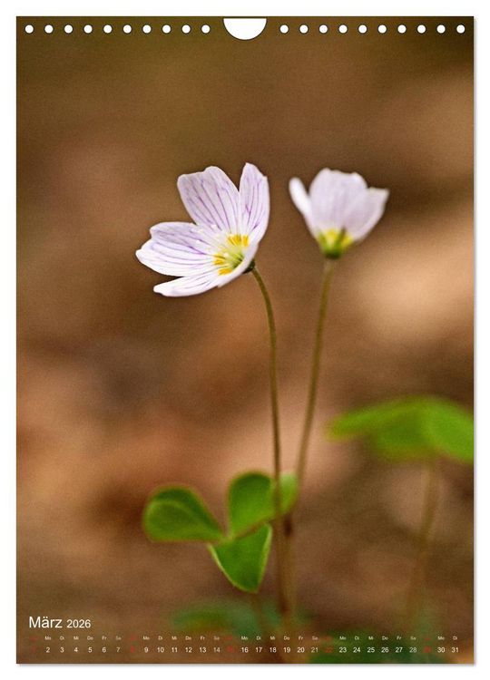 Produktbild: NATUR PUR Kleine Blumen am Wegesrand (Wandkalender 2026 DIN A4 hoch), CALVENDO Monatskalender
