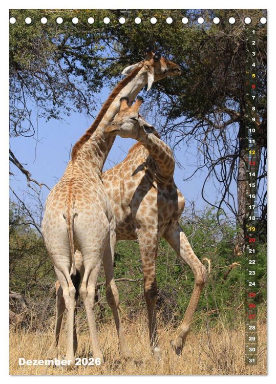 Produktbild: Giraffen - Anmut und Sanftheit (Tischkalender 2026 DIN A5 hoch), CALVENDO Monatskalender
