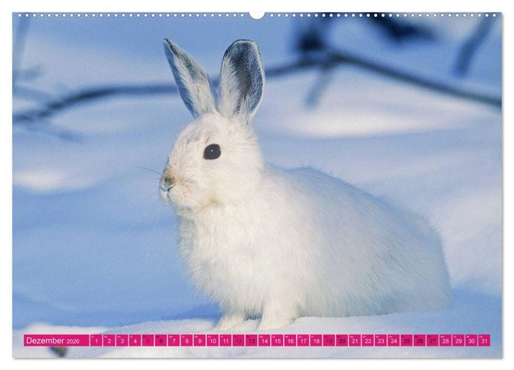 Produktbild: Kaninchen. Putzig, flauschig und geliebt (hochwertiger Premium Wandkalender 2026 DIN A2 quer), Kunstdruck in Hochglanz