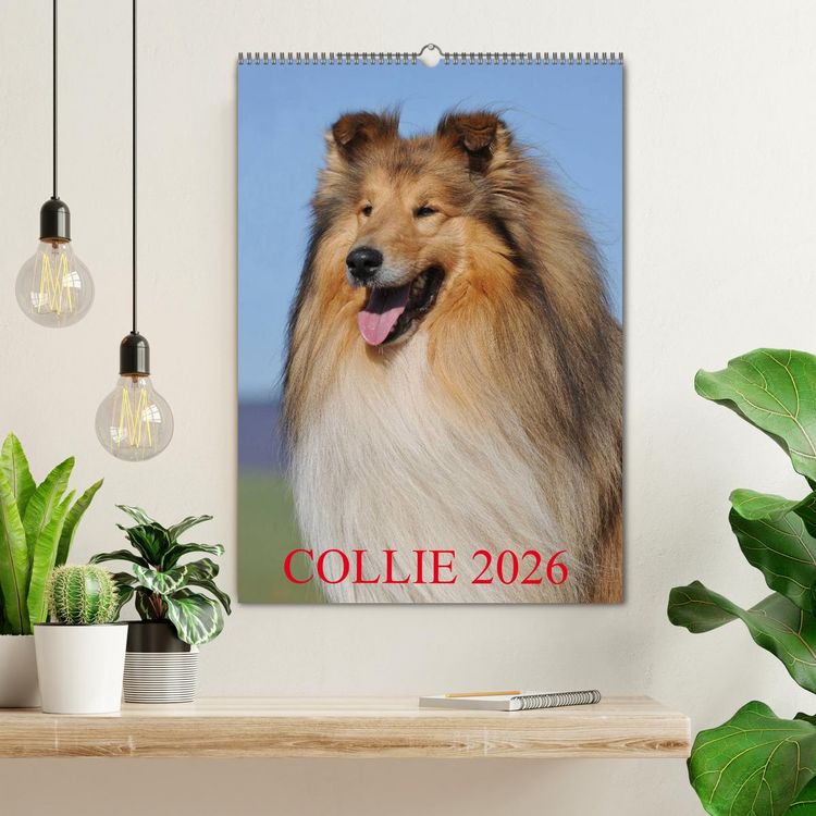 Produktbild: Collie 2026 (Wandkalender 2026 DIN A2 hoch), CALVENDO Monatskalender