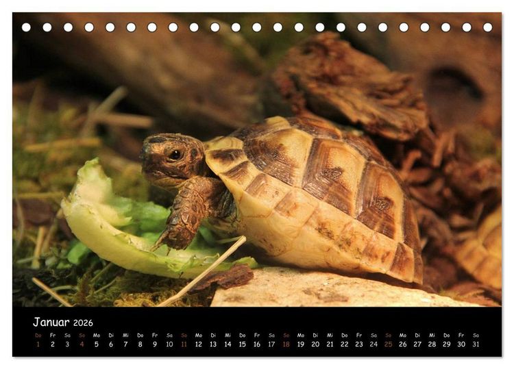 Produktbild: Reptilien 2026 (Tischkalender 2026 DIN A5 quer), CALVENDO Monatskalender