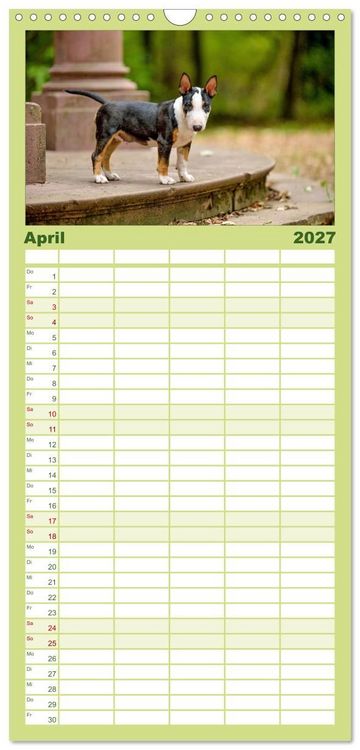 Produktbild: Familienplaner 2027 - Einmal Bullterrier - immer Bullterrier mit 5 Spalten (Wandkalender, 21 x 45 cm) CALVENDO