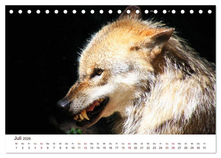 Produktbild: W&ouml;lfe 2026. Tierische Impressionen (Tischkalender 2026 DIN A5 quer), CALVENDO Monatskalender