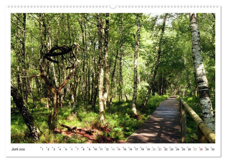 Produktbild: Mein Sehnsuchtsort, der heimische Wald (Wandkalender 2026 DIN A2 quer), CALVENDO Monatskalender