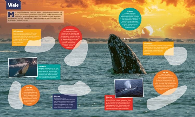 Produktbild: WAS IST WAS Stickerheft Ozeane
