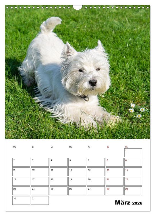 Produktbild: West Highland White Terrier - Herzensbrecher auf vier Pfoten (Wandkalender 2026 DIN A3 hoch), CALVENDO Monatskalender