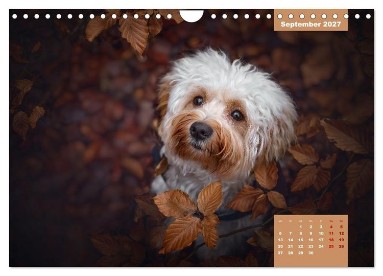Produktbild: Rocket der Havaneser (Wandkalender 2027 DIN A4 quer), CALVENDO Monatskalender