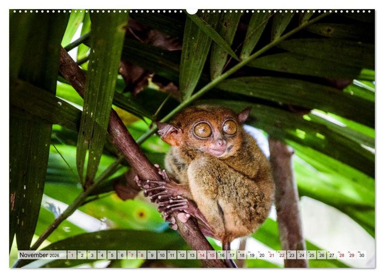 Produktbild: Philippinen - Land der Naturwunder (hochwertiger Premium Wandkalender 2026 DIN A2 quer), Kunstdruck in Hochglanz