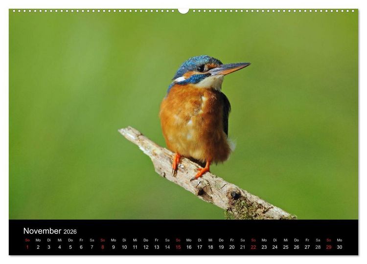 Produktbild: Der Eisvogel...fliegendes Juwel (hochwertiger Premium Wandkalender 2026 DIN A2 quer), Kunstdruck in Hochglanz