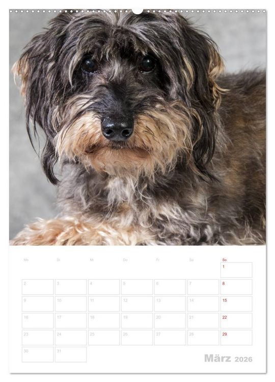 Produktbild: Der Dackel - mein kleiner Freund (hochwertiger Premium Wandkalender 2026 DIN A2 hoch), Kunstdruck in Hochglanz