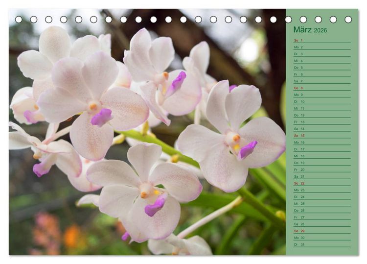 Produktbild: Farbzauber Natur Orchideen - CH Version (Tischkalender 2026 DIN A5 quer), CALVENDO Monatskalender
