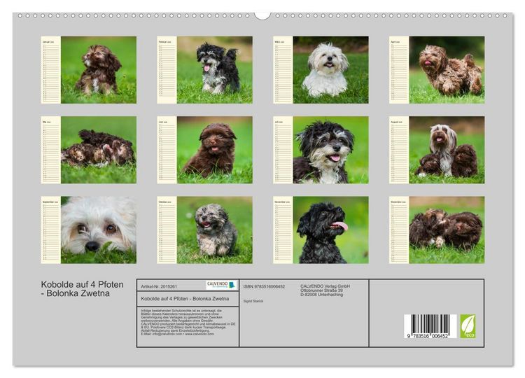 Produktbild: Kobolde auf 4 Pfoten - Bolonka Zwetna (hochwertiger Premium Wandkalender 2026 DIN A2 quer), Kunstdruck in Hochglanz