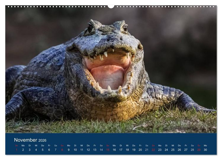 Produktbild: Brasilien tierisch gut 2026 (hochwertiger Premium Wandkalender 2026 DIN A2 quer), Kunstdruck in Hochglanz