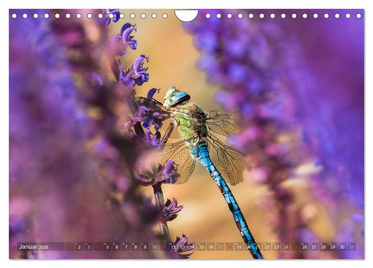 Produktbild: Libellen - Fliegende Edelsteine (Wandkalender 2026 DIN A4 quer), CALVENDO Monatskalender