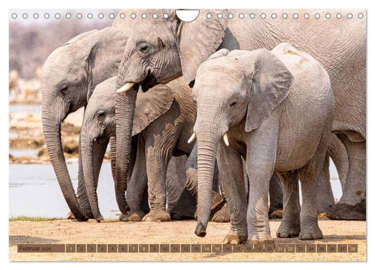 Produktbild: Wildlife Namibia - Etosha und Kalahari (Wandkalender 2026 DIN A4 quer), CALVENDO Monatskalender