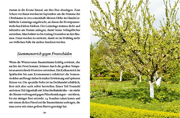 Produktbild: Das große kleine Buch: Obstbäume in unserem Garten