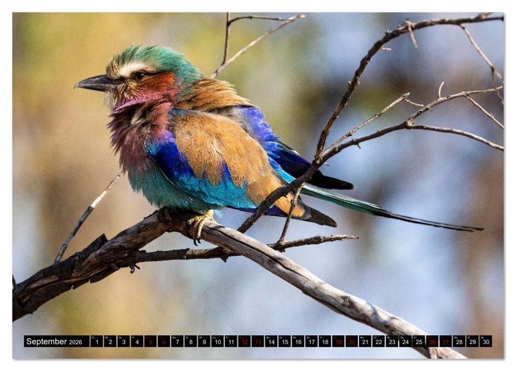 Produktbild: Komm mit auf Safari! Botswana und S&uuml;dafrika (Tischkalender 2026 DIN A5 quer), CALVENDO Monatskalender