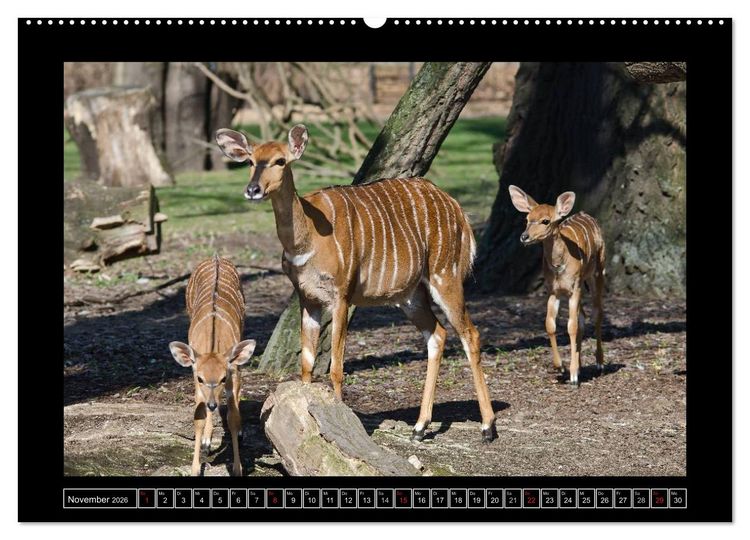 Produktbild: Dresdner Zootiere 2026 (hochwertiger Premium Wandkalender 2026 DIN A2 quer), Kunstdruck in Hochglanz