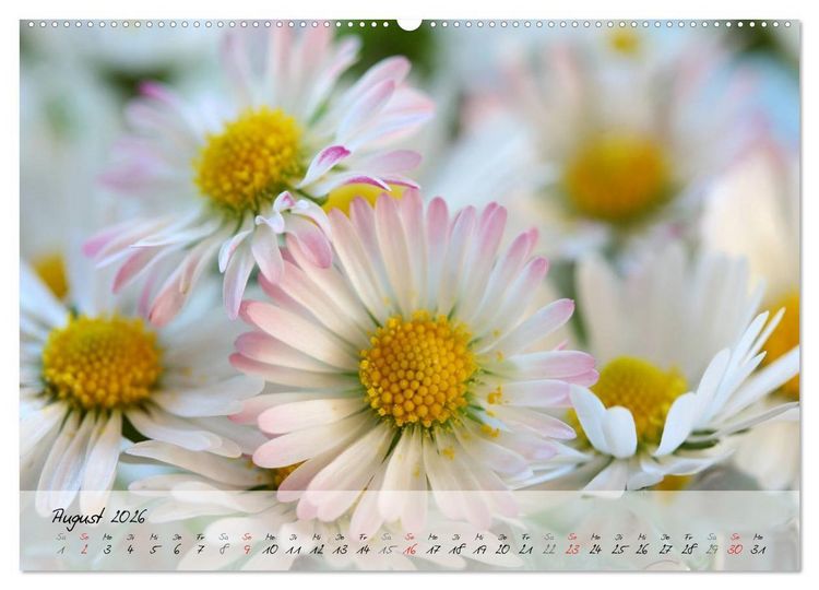 Produktbild: Bl&uuml;ten dicht an dicht (hochwertiger Premium Wandkalender 2026 DIN A2 quer), Kunstdruck in Hochglanz