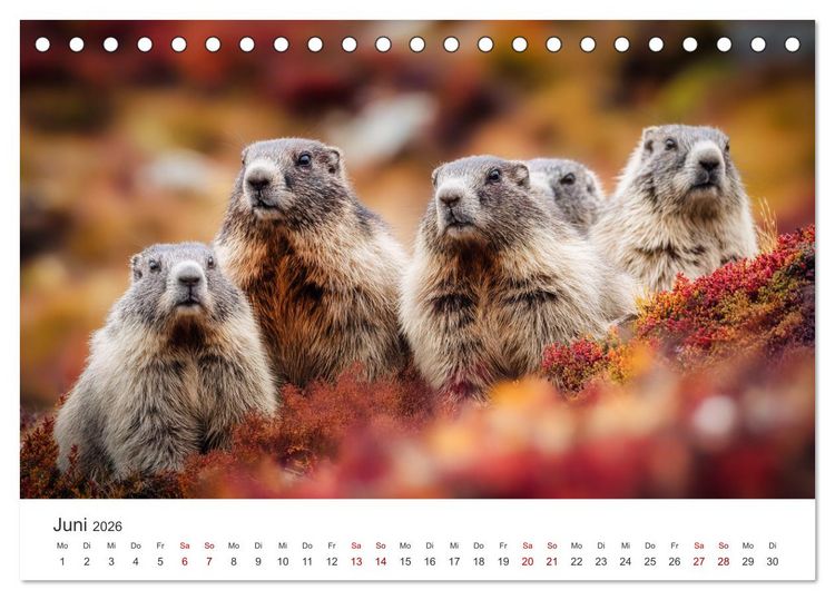 Produktbild: Alpenpl&uuml;sch - Mit Murmeltieren durchs Jahr (Tischkalender 2026 DIN A5 quer), CALVENDO Monatskalender