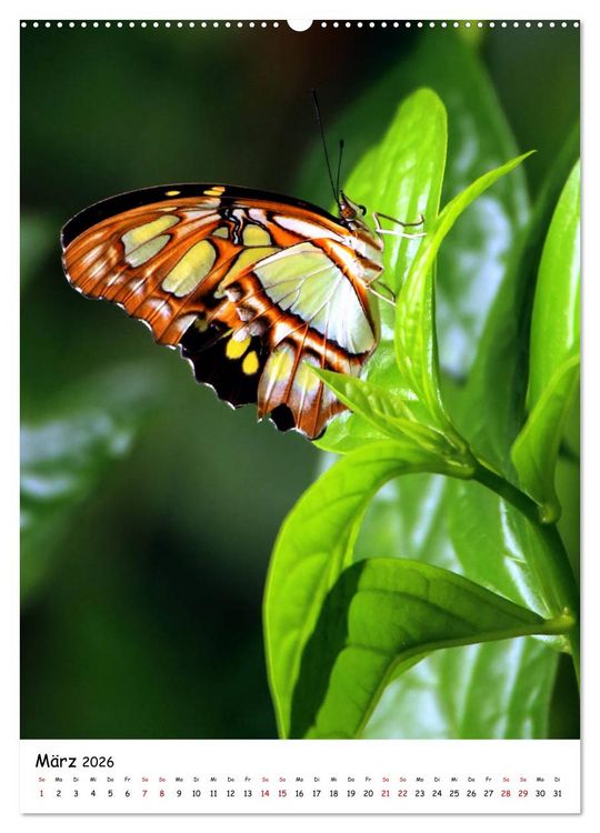 Produktbild: Costa Rica - Fauna & Flora (hochwertiger Premium Wandkalender 2026 DIN A2 hoch), Kunstdruck in Hochglanz