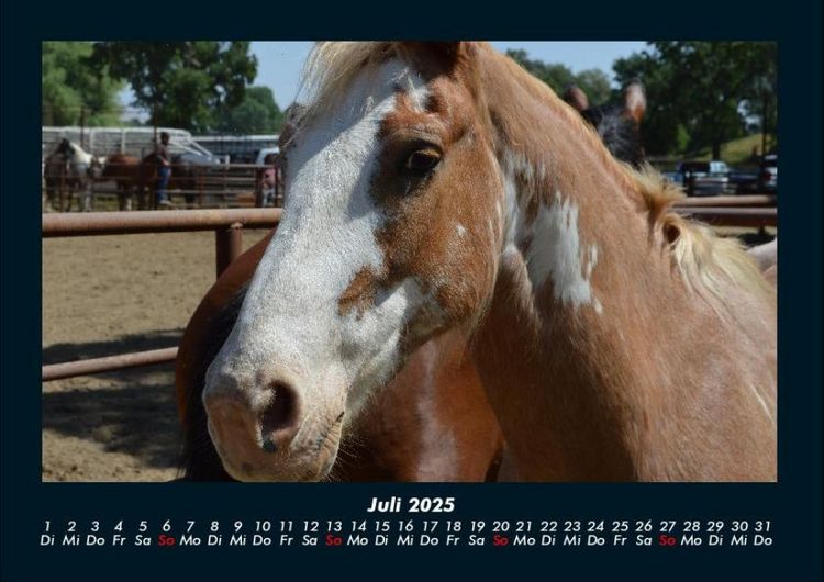 Produktbild: Die Welt der Pferde 2025 Fotokalender DIN A4