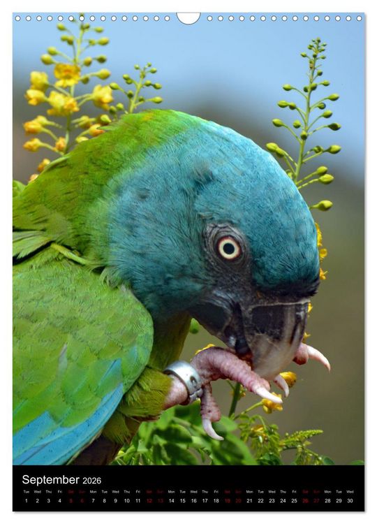 Produktbild: Fascinating parrots from all over the world (Wall Calendar 2026 DIN A3 portrait), CALVENDO 12 Month Wall Calendar