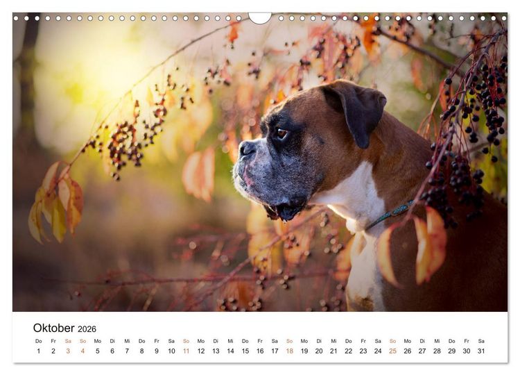 Produktbild: Deutscher Boxer (Wandkalender 2026 DIN A3 quer), CALVENDO Monatskalender