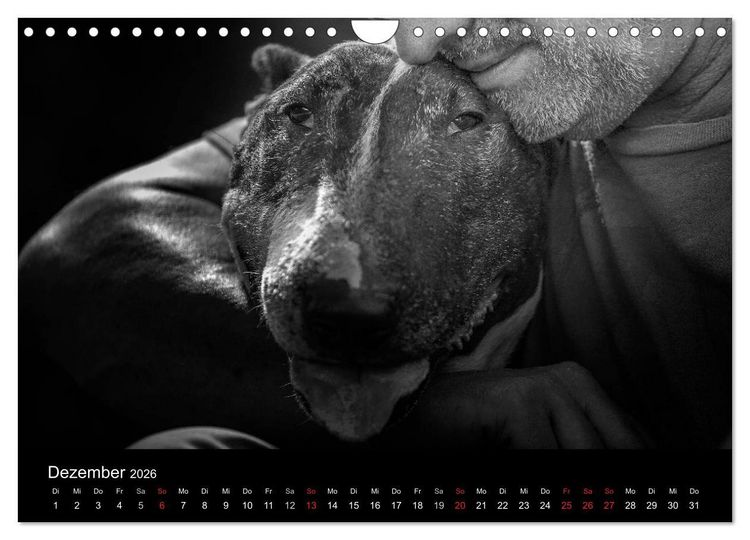Produktbild: Bullterrier (Wandkalender 2026 DIN A4 quer), CALVENDO Monatskalender
