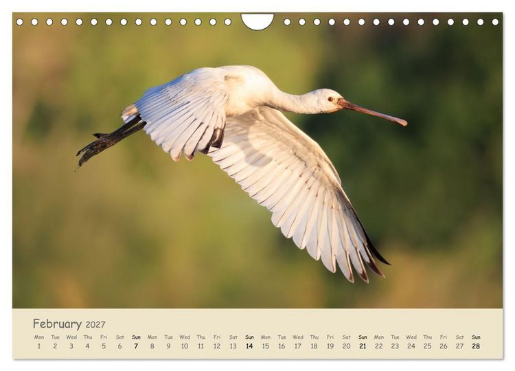Produktbild: Wild encounters &ndash; Moments in the heart of nature (Wall Calendar 2027 DIN A4 landscape), CALVENDO 12 Month Wall Calendar