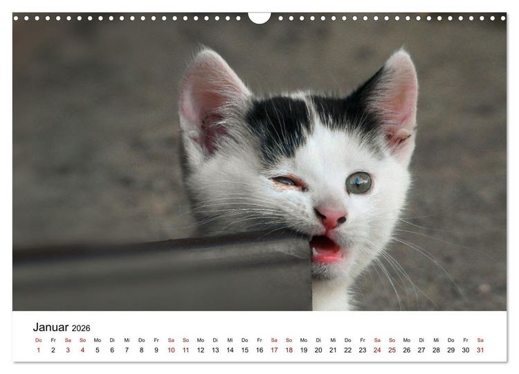 Produktbild: Katzenbabys (Wandkalender 2026 DIN A3 quer), CALVENDO Monatskalender