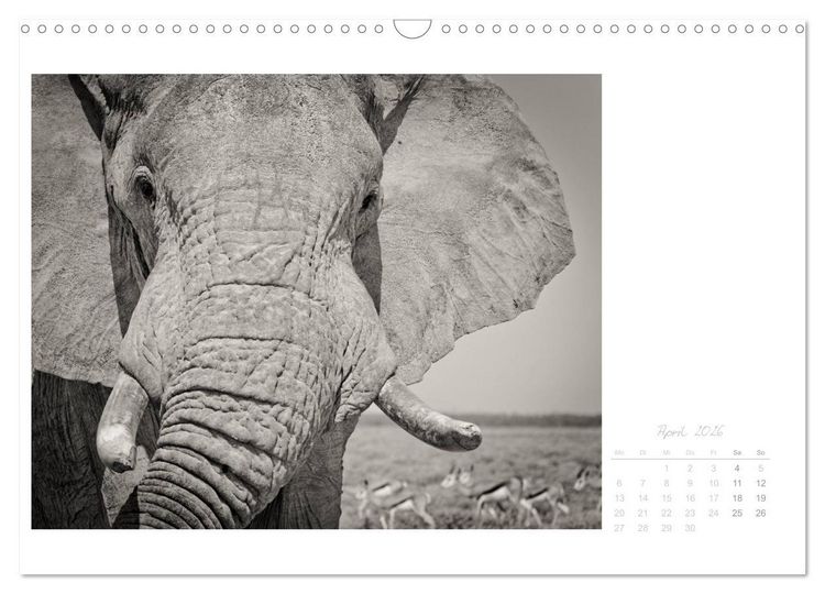 Produktbild: Elefanten in Etosha (Wandkalender 2026 DIN A3 quer), CALVENDO Monatskalender