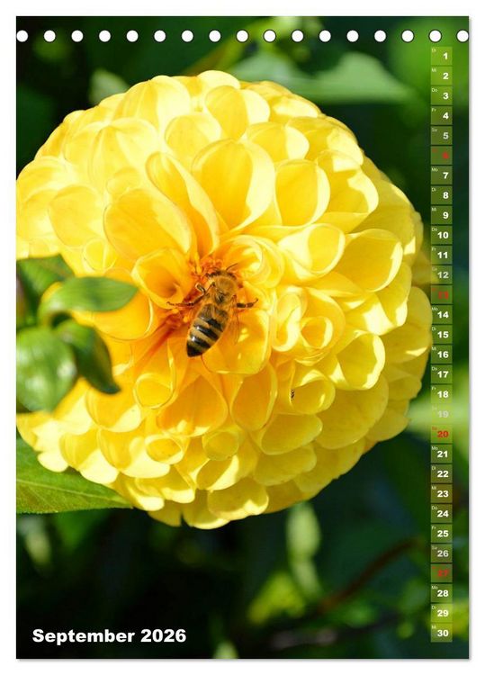 Produktbild: Dahlien - Bl&uuml;tentr&auml;ume (Tischkalender 2026 DIN A5 hoch), CALVENDO Monatskalender