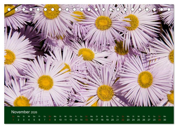 Produktbild: Blumen und Bl&uuml;ten (Tischkalender 2026 DIN A5 quer), CALVENDO Monatskalender