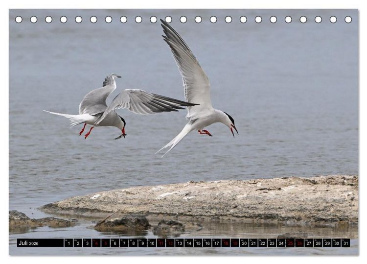 Produktbild: Mallorcas V&ouml;gel (Tischkalender 2026 DIN A5 quer), CALVENDO Monatskalender