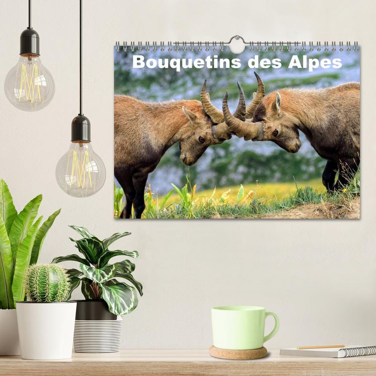 Produktbild: Bouquetins des Alpes (Calendrier mural 2026 DIN A4 vertical), CALVENDO calendrier mensuel